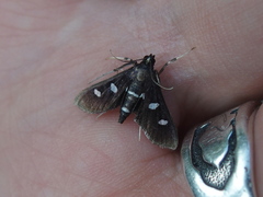 Desmia maculalis