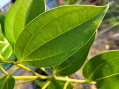 Cinnamomum kotoense
