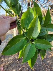 Cinnamomum kotoense