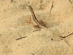 Sitana ponticeriana