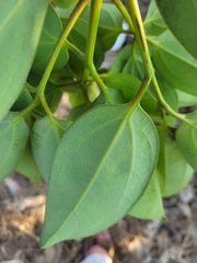 Cinnamomum kotoense