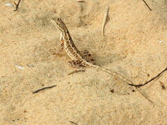 Sitana ponticeriana