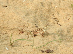 Sitana ponticeriana