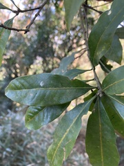 Lithocarpus taitoensis