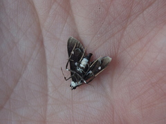 Desmia maculalis