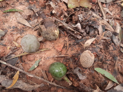 Elaeocarpus bancroftii