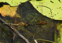 Hydrobasileus brevistylus