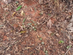 Elaeocarpus bancroftii