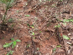 Elaeocarpus bancroftii