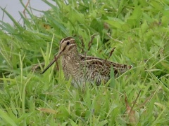 Gallinago