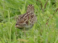 Gallinago