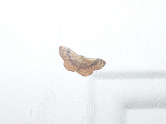 Leptostales ferruminaria