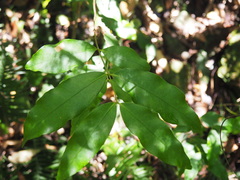 Melodinus australis