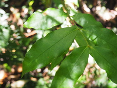 Melodinus australis