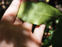 Melodinus australis