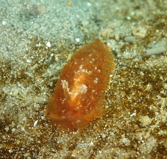 Madrella ferruginosa