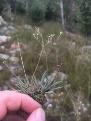 Phemeranthus calycinus