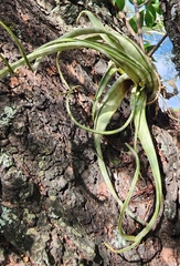 Tillandsia flexuosa