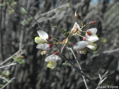 Coursetia glandulosa