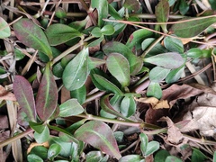 Alternanthera philoxeroides