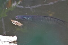 Oreochromis niloticus