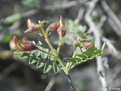 Coursetia glandulosa