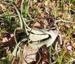 Tillandsia flexuosa