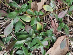 Alternanthera philoxeroides
