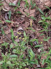 Pseudognaphalium affine