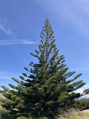 Araucaria heterophylla