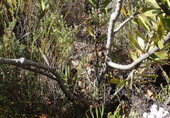 Leucospermum pluridens