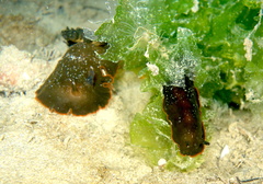 Dendrodoris arborescens