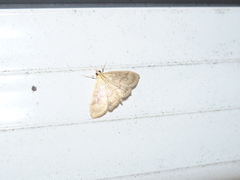 Crocidophora serratissimalis