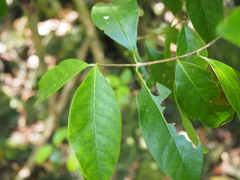 Elaeodendron australe