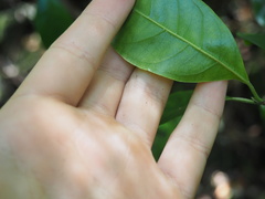 Elaeodendron australe