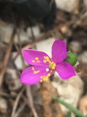 Phemeranthus calycinus