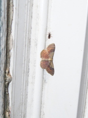 Leptostales ferruminaria