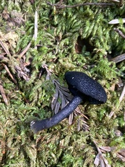Entoloma serrulatum
