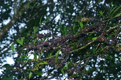 Myrsine seguinii