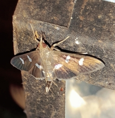 Desmia ploralis