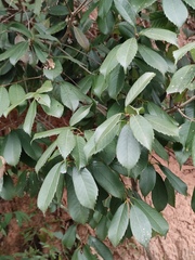 Quercus glauca