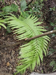 Blechnum orientale