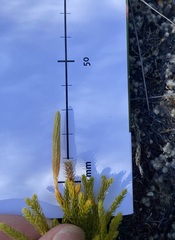 Austrolycopodium fastigiatum