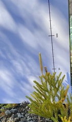 Austrolycopodium fastigiatum