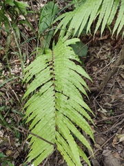 Blechnum orientale