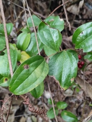 Smilax china
