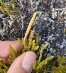 Austrolycopodium fastigiatum