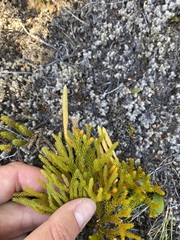 Austrolycopodium fastigiatum