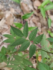 Rubus rosifolius
