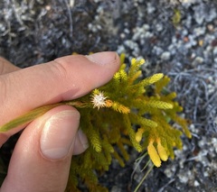 Austrolycopodium fastigiatum
